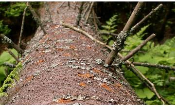 Výrub stromov v lesoparku Chrasť? Stromy sú napadnuté škodcami