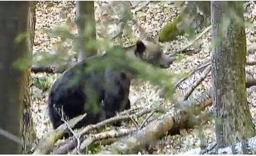 Blízko Chaty pod Suchým sa pohybovali dva medvede, turista ich natočil