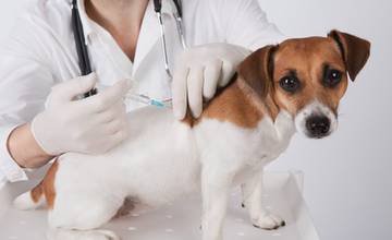 V Strážove a v Žilinskej Lehote prebehne očkovanie psov a mačiek proti besnote