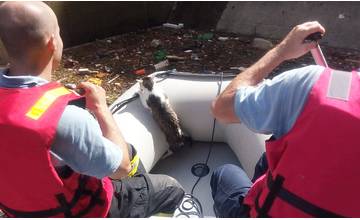 Na Vodnom diele hasiči zachraňovali topiacu sa mačku, priplavili sa na člne