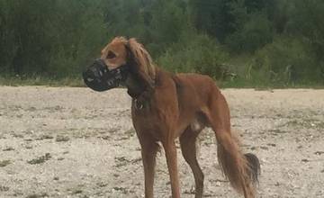 Psík Alex sa stratil pri Vodnom diele, majiteľka ponúka za pomoc pri nájdení finančnú odmenu