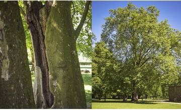 270-ročný Platan javorolistý z Budatínskeho parku môže byť stromom roka, nachádza sa vo finále