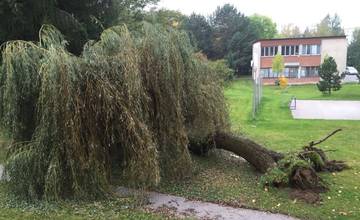 Na Hlinách 7 sa vplyvom dažďa prevrátila vŕba, mesto ju odstráni