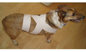 Vďaka jednoduchému triku zmiernite strach psíkov z pyrotechniky