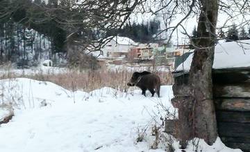 Diviaky sa pohybujú aj pod Bánovskou horou, stratili plachosť