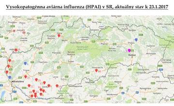 Počet prípadov vtáčej chrípky na Slovensku stúpa