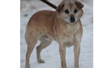 Slepého psíka si adoptovali, no museli ho vrátiť, teraz opäť hľadá nový domov