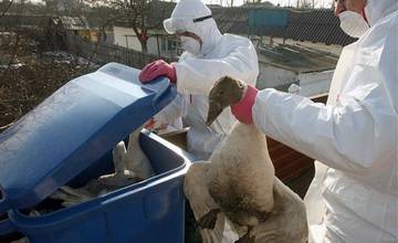 Vtáčia chrípka v Žiline: Boli nariadené prísne opatrenia a zákazy, prebehne súpis domácej hydiny