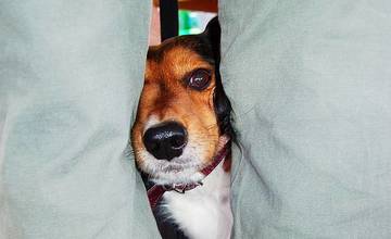 Pravidelné očkovanie psov a mačiek proti besnote bude v Strážove a Žilinskej Lehote 20. mája