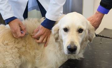 Pravidelné očkovanie psov a mačiek proti besnote bude v Budatíne 3. júna 2017