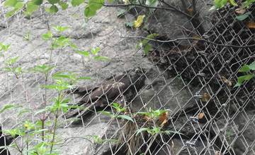 Hasiči zachraňujú dravca Myšiaka Hôrneho, ktorý sa zachytil v ochrannej sieti na ceste pod Strečnom