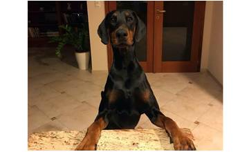 V Strážove sa na Bratislavskej ulici stratil čierny doberman, počúva na meno Cody