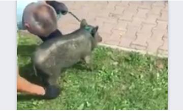 Pred školou na Hájiku sa pohybovalo čínske prasa, odchytili ho príslušníci Mestskej polície