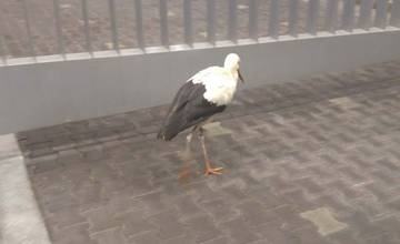 V areáli automobilky KIA sa už dva dni pohybuje pravdepodobne chorý či zranený bocian