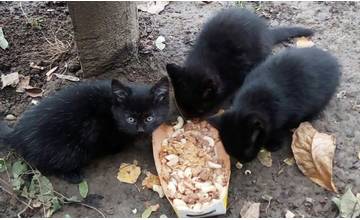 Tieto tri čierne mačiatka hľadajú dočasnú opateru v interiérových priestoroch