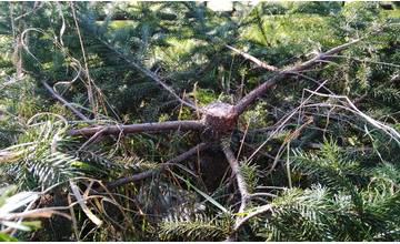 Za vianočnú obeť padol aj mladý stromček na žilinskom sídlisku Hliny, neznámy páchateľ ho zrúbal
