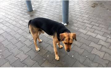 AKTUÁLNE: Pri TESCU na Solinkách sa nachádza stratený psík Beky