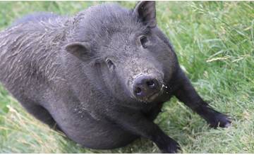 Povolia v problémových častiach Žiliny mimoriadny lov diviačej zveri?