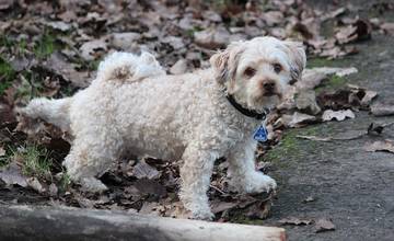 V Žiline sa opäť objavili návnady pre psy, tentokrát na Hlbokej ceste