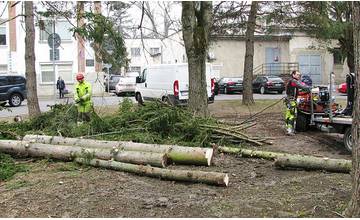 Vo Fakultnej nemocnici s poliklinikou v Žiline odstraňujú nebezpečné stromy