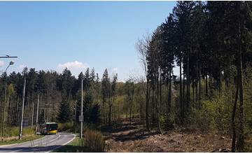 Výrub v Lesoparku je ukončený, vyčistené miesta budú opäť zalesnené vhodnejšími drevinami
