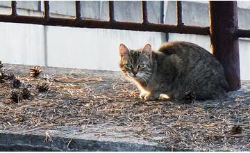 V Žiline premiérovo kastrovali pouličné mačky, dobrovoľníci odchytili 64 "tulákov"