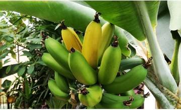 Miroslavovi dozreli banány v exotickej záhrade v Marčeku, rodia mu aj kávovníky či kiwi
