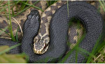 Správcovia Národného parku Malá Fatra opäť dementujú fámy o tom, že do prírody vypúšťajú hady