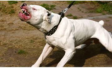 Štvorročné dievčatko v obci Varín pohrýzol do hlavy a krku pes