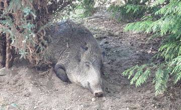 Diviak sa takmer dostal do centra mesta, na Veľkej okružnej ho museli uspať