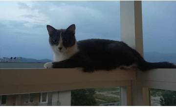 Evka z Vlčiniec prosí o pomoc: Nevideli ste stratenú mačku?