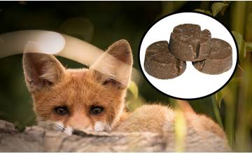 Nad územím Žilinského kraja budú letecky zhadzovať vakcinačné návnady proti besnote líšok