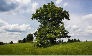 Dvestoročná Lipa malolistá pri Novej Bystrici skončila v ankete Strom roka druhá
