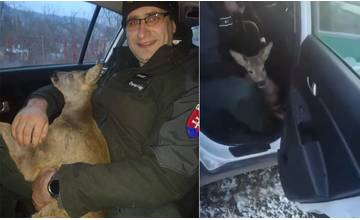 VIDEO: Ružomberskí policajti vyslobodili srnčeka zaseknutého v bráne a autom ho previezli do prírody