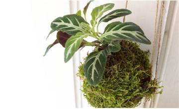 Kutilská dielňa (nielen) pre ženy Do-it-herself: Kokedama