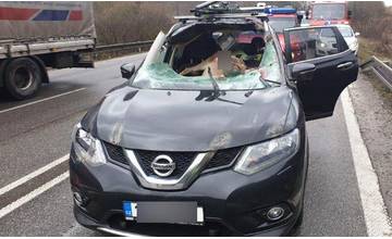 Na ceste medzi Žilinou a Martinom došlo dnes ráno k zrážke osobného auta s vysokou zverou