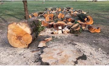 V areáli Budatínskeho parku vyrúbali dva stromy napadnuté hnilobou, išlo o havarijnú situáciu