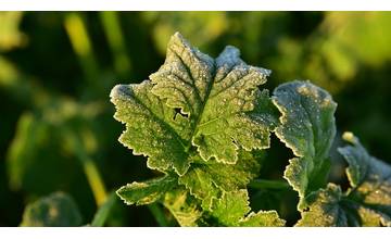 V pondelok sa očakáva prízemný mráz, teplota môže klesnúť na úroveň -7°C