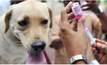 V sobotu 11. mája sa uskutoční očkovanie psov a mačiek v častiach Trnové, Vlčince a Mojšova Lúčka