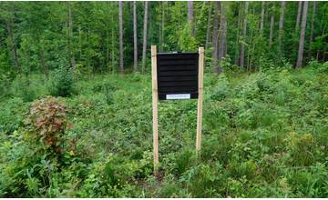 V lesoparku sa ťaží drevo kvôli lykožrútovi, nikde však nie sú lapače. To sa po novom zmení