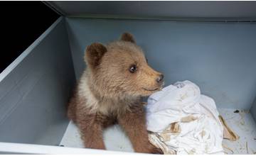 Pracovníkom Správy NP Veľká Fatra sa podarila adopcia malého medvieďaťa náhradnej matke