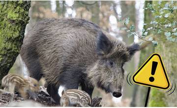 Vo štvrtok 27. júna bude na Hájiku stretnutie s obyvateľmi na tému riešenia problematiky s diviakmi