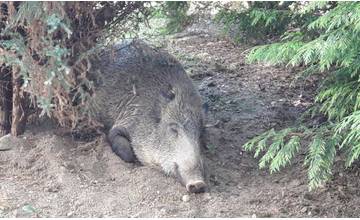 Na okraji sídliska Hájik boli odstrelené dva diviaky, na lov bolo vydané oficiálne povolenie