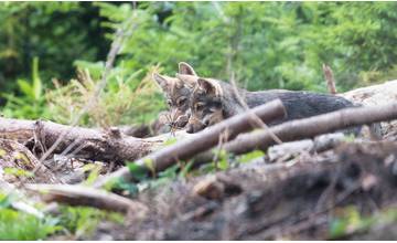 Ochranár Peter Drengubiak: Stretnúť vlčie mláďatá zoči-voči je nádherná spomienka na celý život