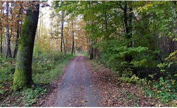 V Lesoparku Chrasť začnú od budúceho týždňa odstraňovať poškodené stromy, spolu pôjde o 115 kusov