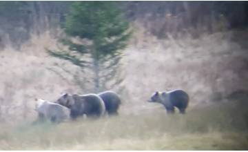 VIDEO: Medvedí strážcovia na Oraviciach, lesník ich zachytil mobilom a ďalekohľadom