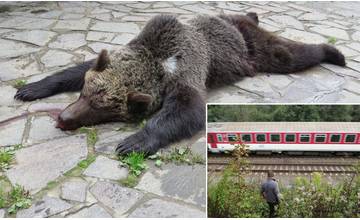 Na železničnej trati medzi Žilinou a Vrútkami zrazil vlak medvedicu, zbierala tam uhynuté živočíchy