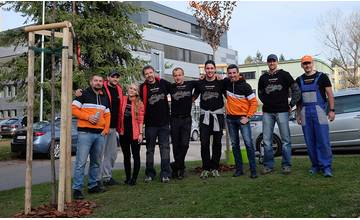 Dobrovoľníci vysadili na Ulici Tomáša Ružičku v Žiline nové stromy za približne 600 eur