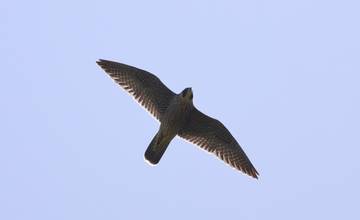 V Budatínskom hrade otvoria výstavu s názvom Stavovce severozápadného Slovenska