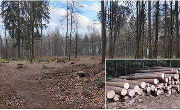 V žilinskom lesoparku vyrúbali stromy napadnuté lykožrútom, na ploche vysadili nové sadenice